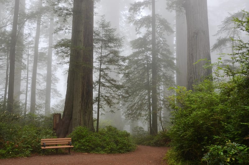 The Redwood National and State Parks, USA